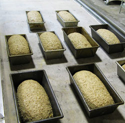 sites/default/files/Sprouted-Wheat_loaves_0.jpg