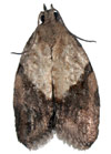 Light Brown Apple Moth 