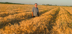 Nigel in his wheat field