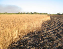 Nigel in wheat field