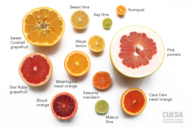 Citrus Fruit Chart