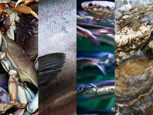 Seafood Season Chart